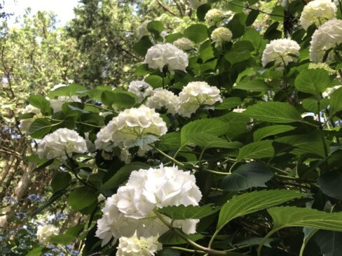 安土山にもアジサイ。