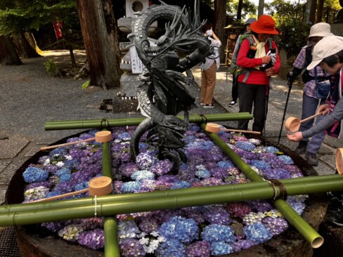 季節を彩るアジサイで花手水が作ってありました。