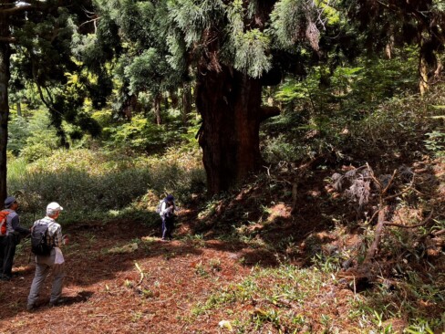 スギの巨木。樹齢600年、高さ約25m、樹周りは約7.1mとのことで、圧倒的な迫力でした。