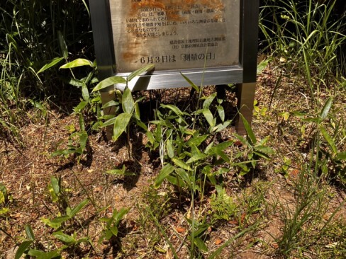 鼓ヶ岳の山頂。ピークは狭く、展望もほとんど望めません。