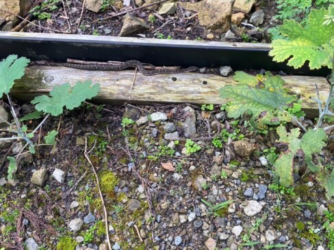 林道にマムシが・・・