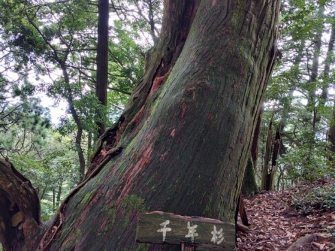 千年ですかーーー確かに、太く大きくそびえ立っています。