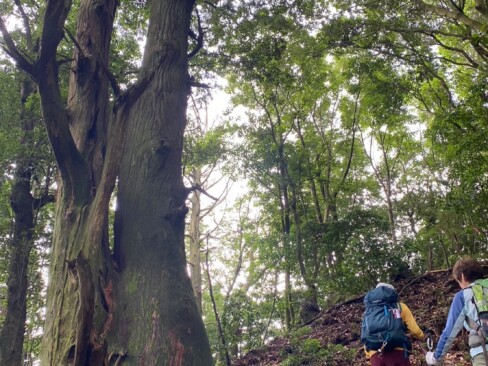 千年杉・・・登り返しの斜面に立っているので見落とさないよう要注意。