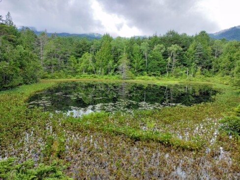 池に映っているのは・・・