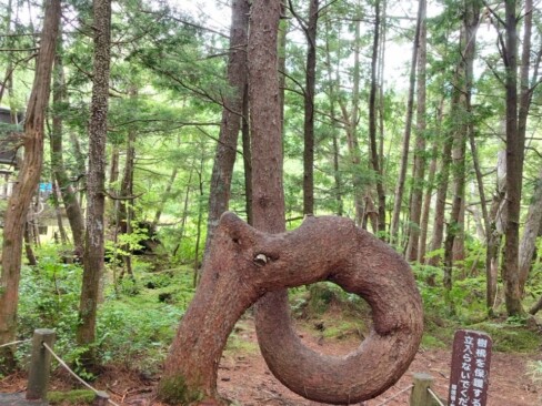 恐竜の顔のようにも見えて・・・一回転して面白い。