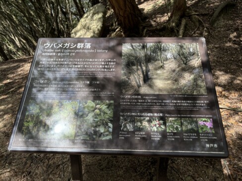 須磨区のあたりは「ウバメガシ」の群落があります。備長炭になります。