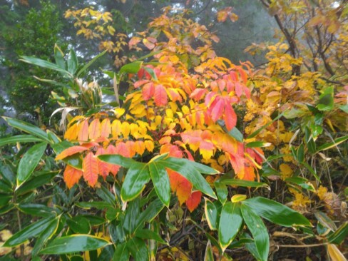 紅葉したヤマウルシ