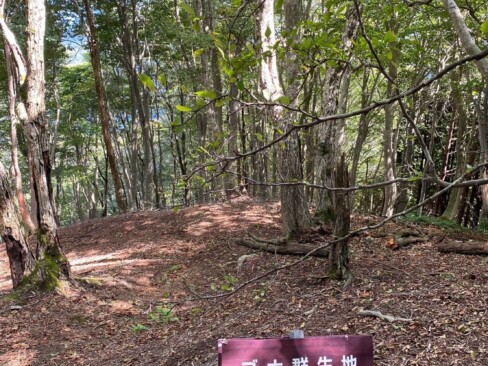 「ブナ群生地」の標識を過ぎれば、山頂はもうすぐ!!