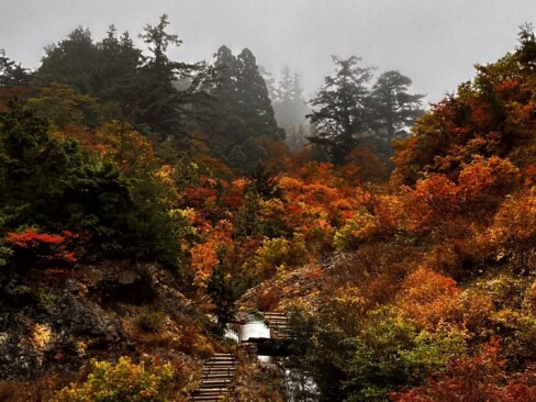 登山口から続く木製の階段。周りの深く色づいた紅葉が美しい。