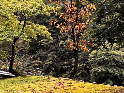 展示館周辺の風景。美しく色づき始めていました。