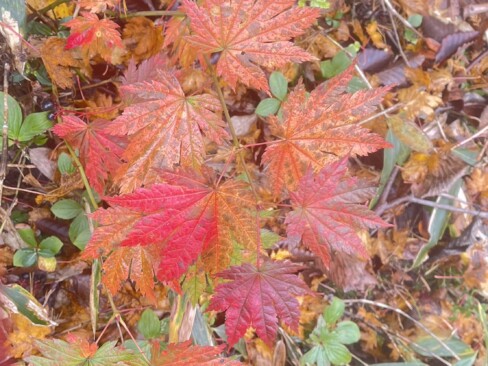 色鮮やかなハウチワカエデ