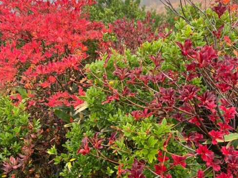 紅葉した樹々と常緑樹のコントラストが美しい。