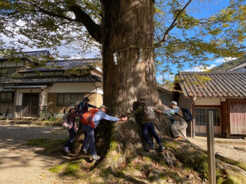 石部神社の大ケヤキ。大人8人でやっと囲めました。