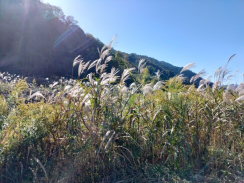 ススキの季節。日が当たって穂が光っています。