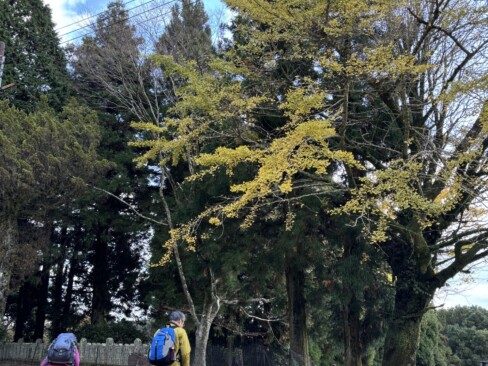 神社の境内で昼食。イチョウの葉が散りかけていました。