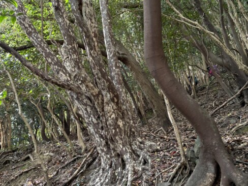 ぶつぶつが特徴的な「カゴノキ」。カゴは「鹿の子」で樹皮の模様を小鹿の斑点に見立てたとか。