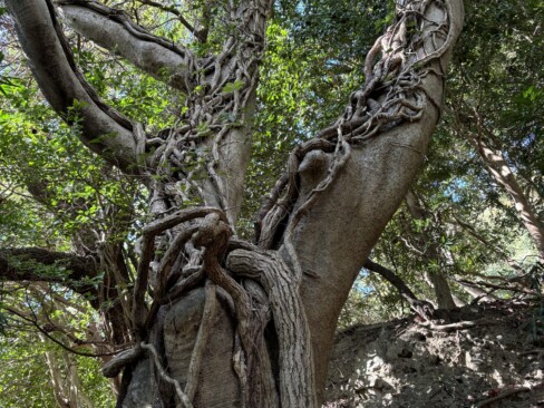 ツルが絡まり合って芸術的。