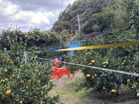 ふもとのミカン畑。虎が「ミカンをトラないでーーー」と叫んでいます。