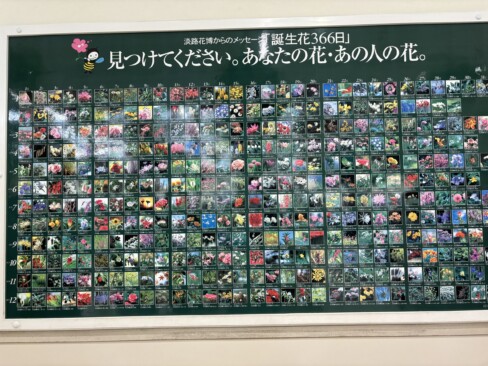 あなたの花を見つけてください。