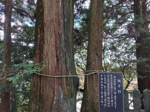 兵庫県の巨樹巨木に指定されている「親子杉」