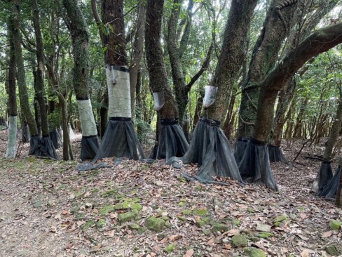 このスカートみたいなものは・・・ナラ枯れ防除対策だそうです。