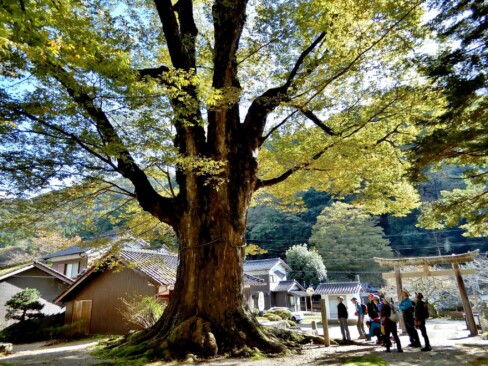 大きすぎて画面に入りきらない「大ケヤキ」。迫力です。