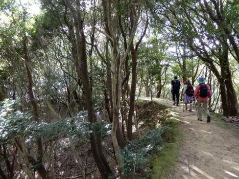 木漏れ日の中、気持ちのよい山歩きです。