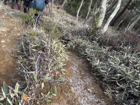 横尾山への尾根道は風がきつく、霜柱がたくさん残っています。