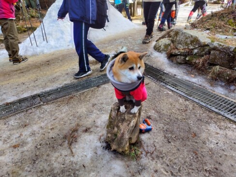 ワンちゃんも頑張って登ったのね(^O^)/防寒対策、ばっちり。