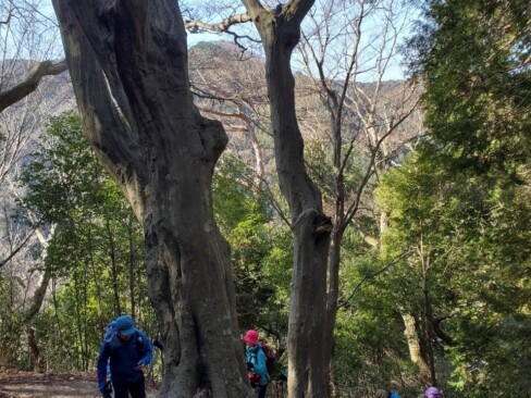 大木に元気をもらいながら、階段をひたすら歩きます。