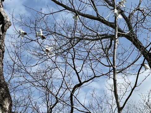 タムシバもちらほら・・・