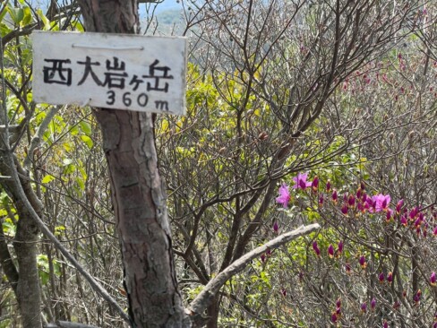 10:21西大岩ケ岳に到着。ミツバツツジがお出迎え。