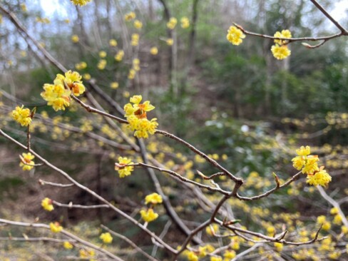 あなたは、ダンコウバイでしょうか・・・