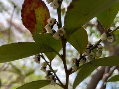 小さな花がいっぱいのヒサカキ
