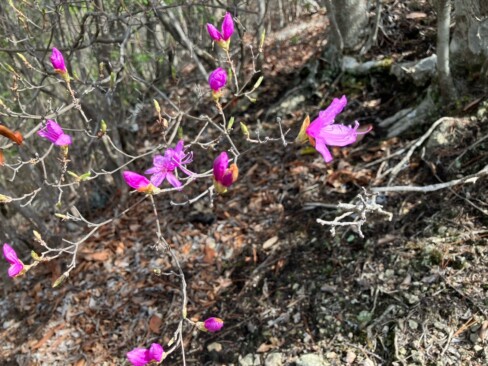 ミツバツツジの季節ですね。