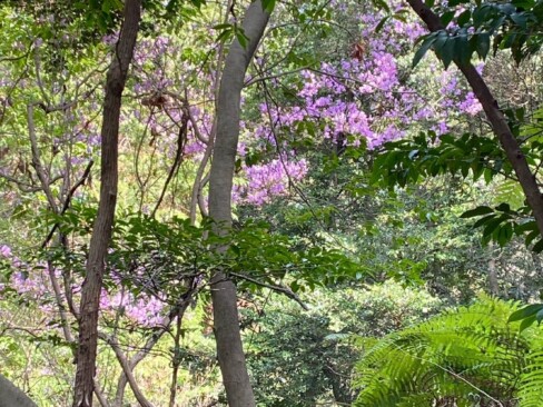 ミツバツツジに癒されます。