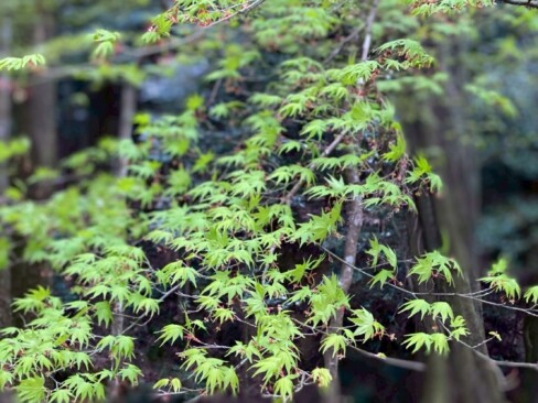 これからは、青もみじも楽しみですね。