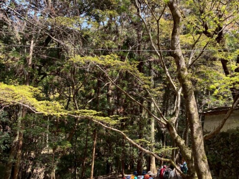 新芽がかわいい。