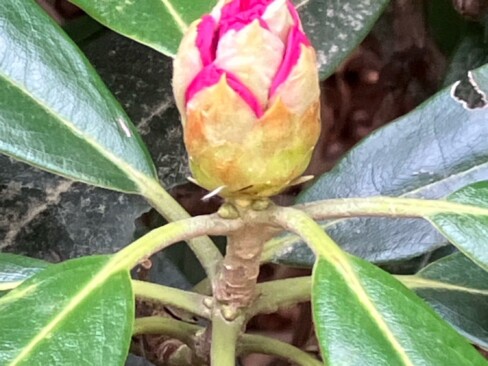 シャクナゲのつぼみ、アップ!!今年は、咲くのが遅い感じ。