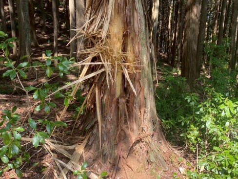 日本ミツバチの巣があって、それを求めてクマががりがりとやった跡・・・