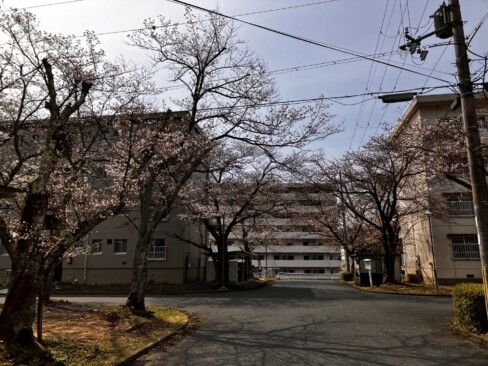 余部官舎内の桜並木