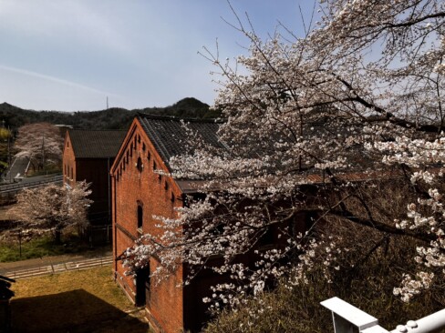 赤レンガと桜がマッチした美しい光景です。