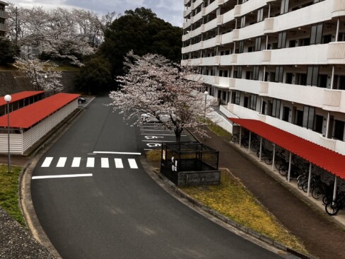 自衛隊宿舎内の桜