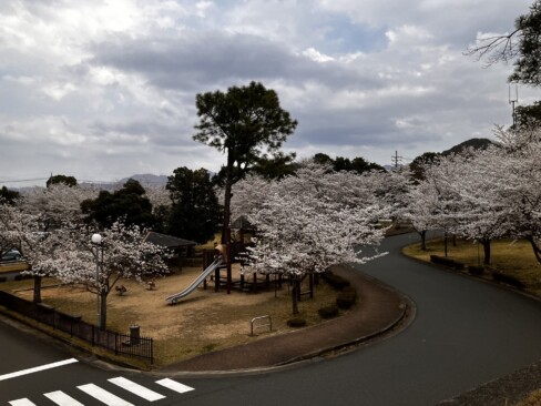 自衛隊宿舎内の公園に植栽されている桜