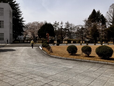 総監部内の様子。数多くの桜が植えられています。