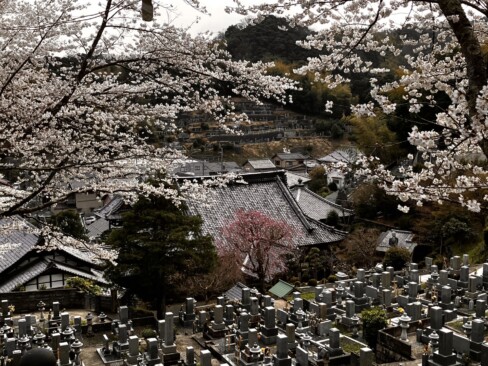 下に見える大屋根が明治時代に余部官舎付近から当地に移転の雲門寺本堂。共楽公園の南側にあたり桜の開花も早いようです。