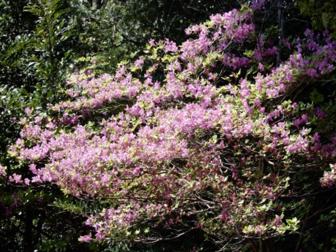 ミツバツツジは満開(*^^*)