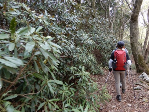 シャクナゲロード…残念ながら、まだつぼみ。