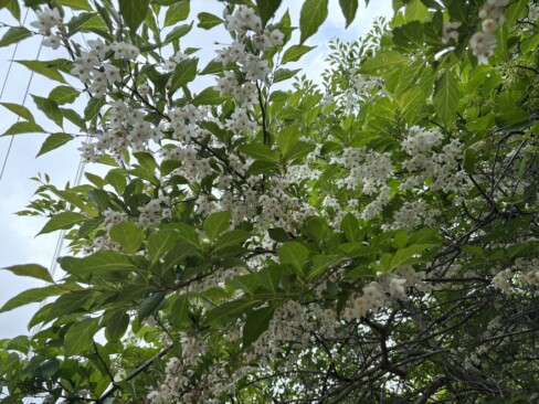 エゴノキの花が満開です。