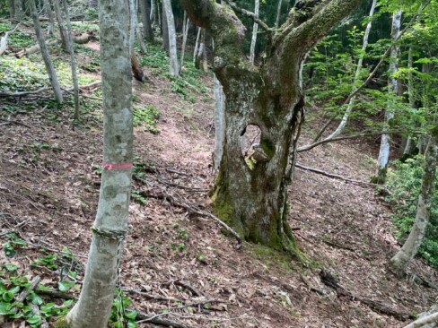 これもかなりの古木です。おなかの真ん中に空洞が・・・・